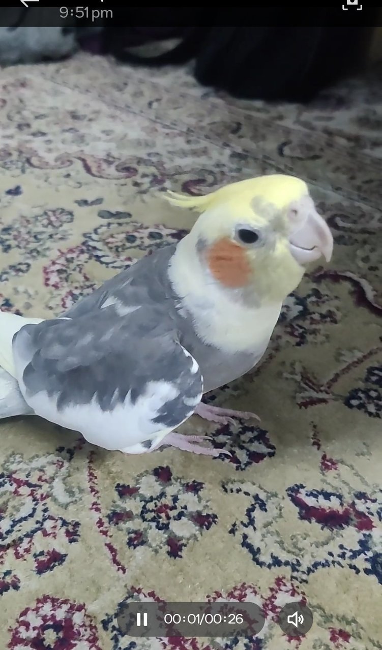 Peanut - Cockatiel Bird