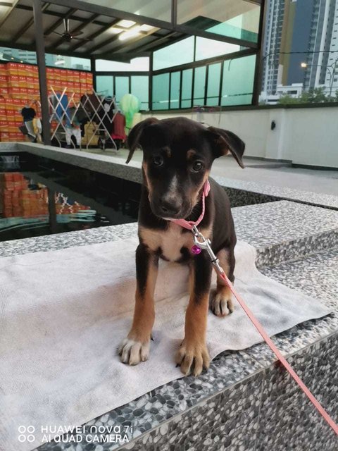 Cookie &amp; Chocolate  - Doberman Pinscher + Black Mouth Cur Dog