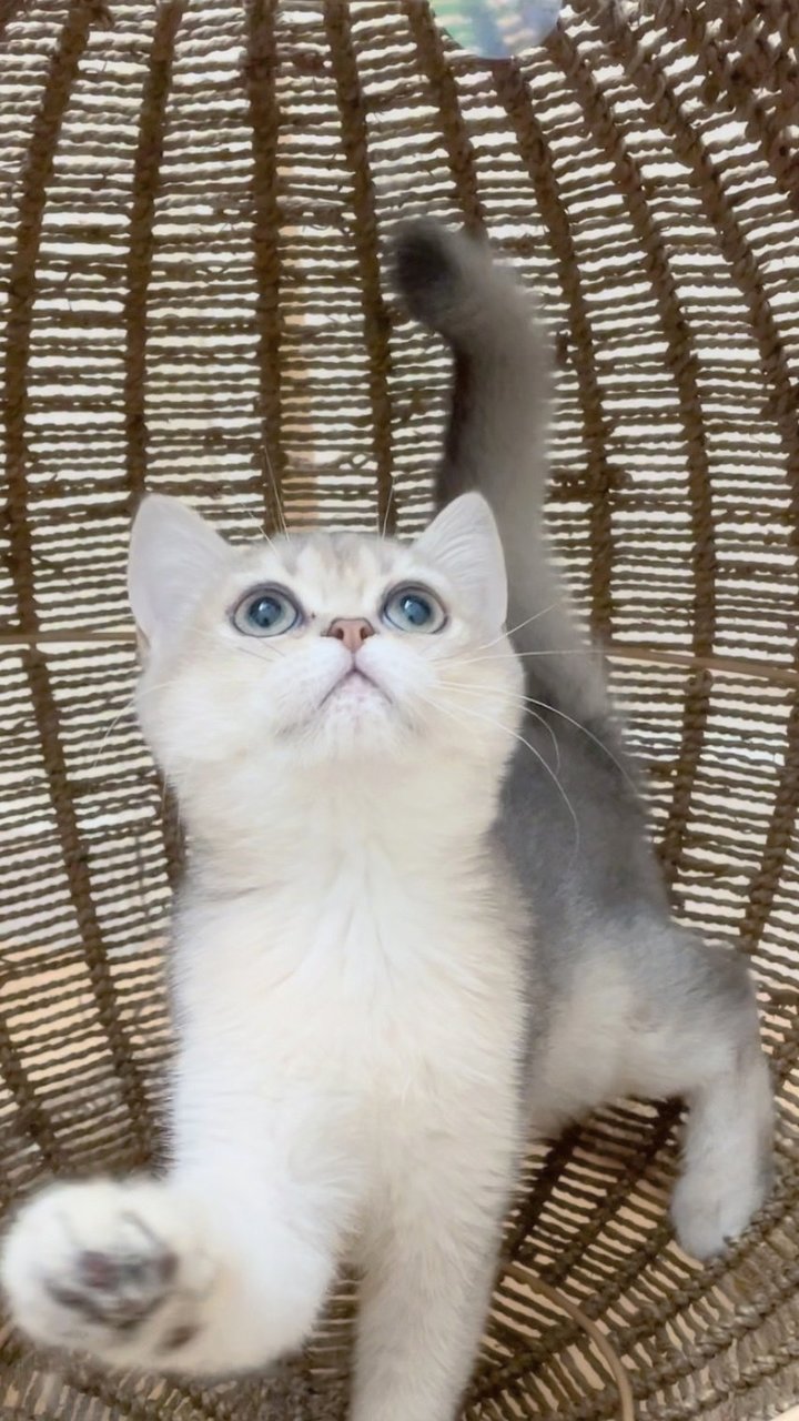 Fantastic Four - British Shorthair Cat