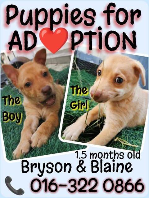 Bryson, Blaine, Brylie &amp; Bodhi - Mixed Breed Dog