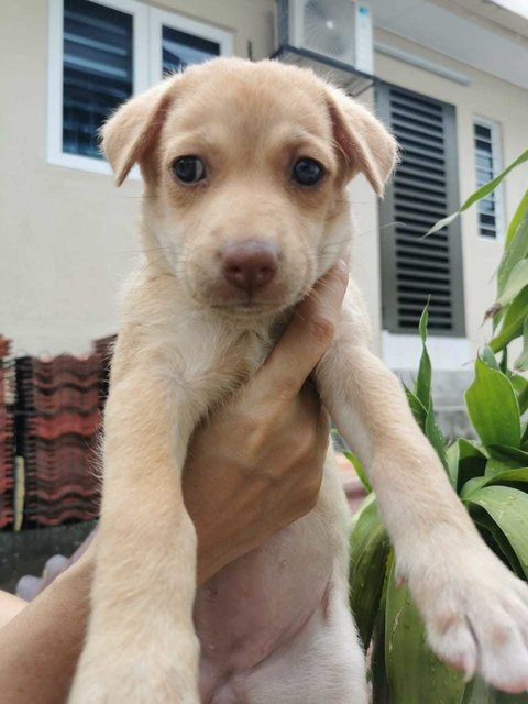 Bryson, Blaine, Brylie &amp; Bodhi - Mixed Breed Dog