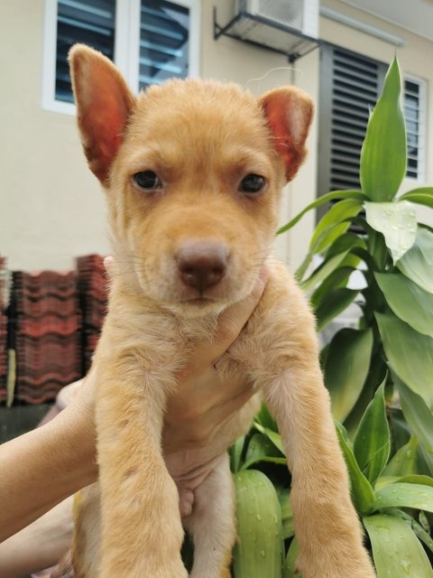 Bryson, Blaine, Brylie &amp; Bodhi - Mixed Breed Dog