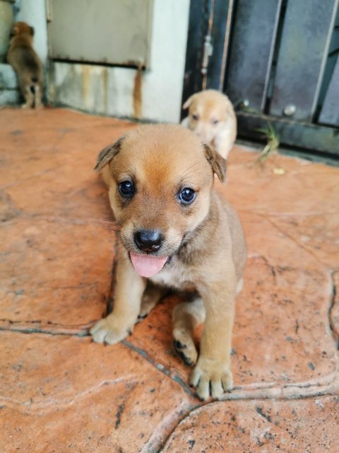 Bryson, Blaine, Brylie &amp; Bodhi - Mixed Breed Dog