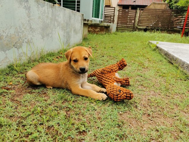 Bryson, Blaine, Brylie &amp; Bodhi - Mixed Breed Dog