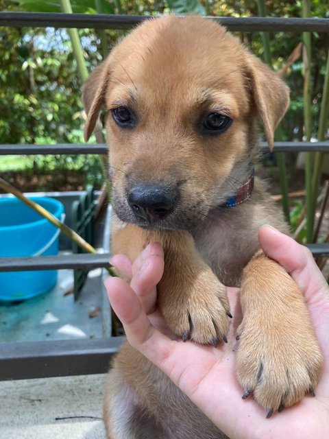 Bryson, Blaine, Brylie &amp; Bodhi - Mixed Breed Dog