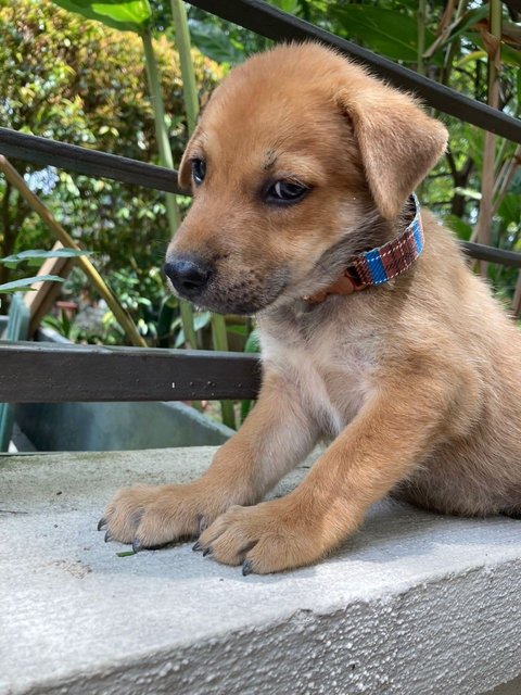 Bryson, Blaine, Brylie &amp; Bodhi - Mixed Breed Dog