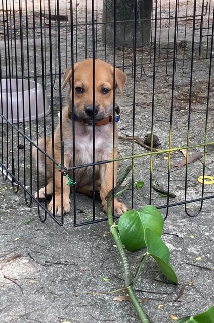 Bryson, Blaine, Brylie &amp; Bodhi - Mixed Breed Dog