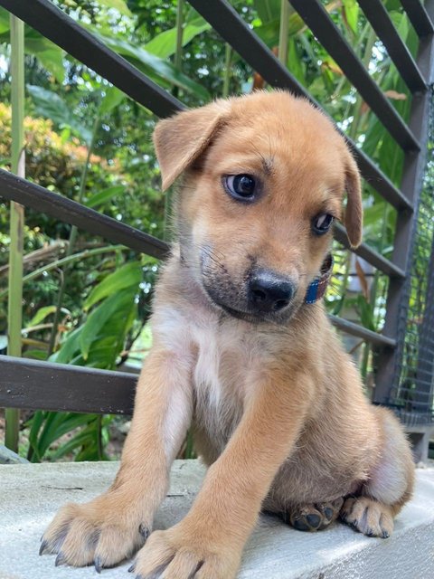 Bryson, Blaine, Brylie &amp; Bodhi - Mixed Breed Dog