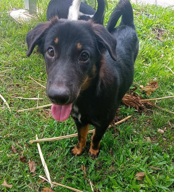 Fluffy - The Cutest  - Mixed Breed Dog