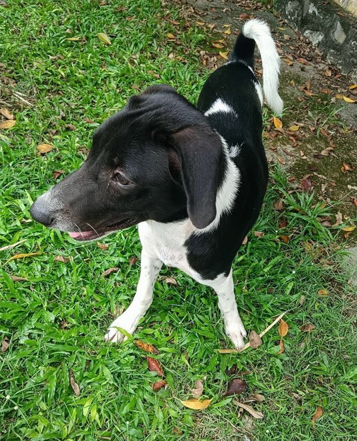 Chester - Most Charming  - Mixed Breed Dog