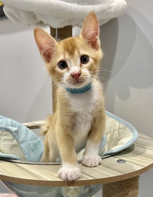 Maple Penang  - Domestic Short Hair Cat