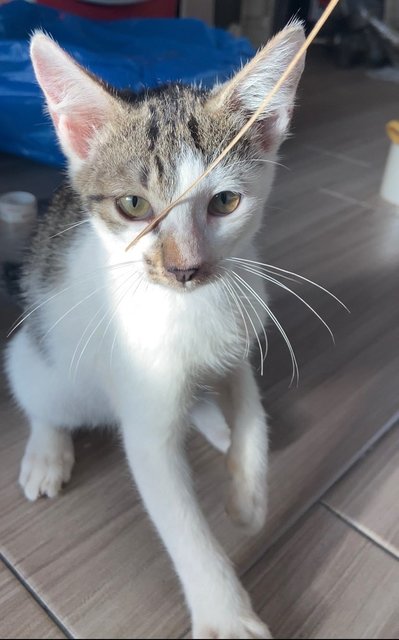 Mullet  - Domestic Short Hair Cat