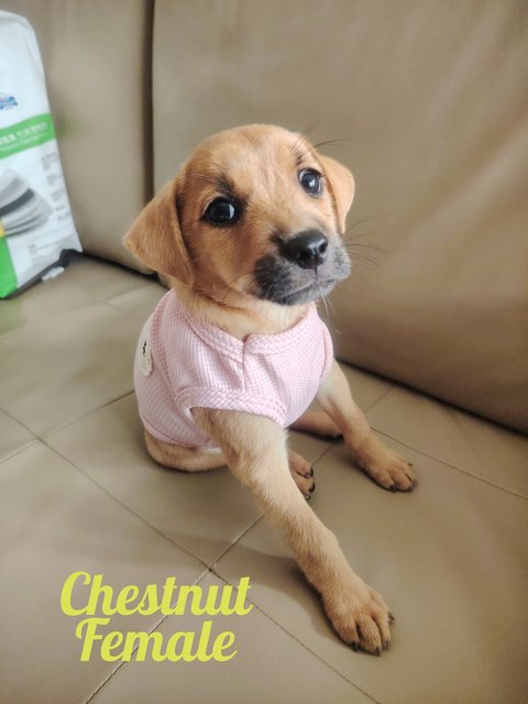 Cute Puppies (Mixed Retrievers)  - Mixed Breed Dog