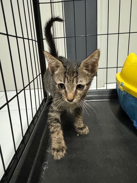 Gray - Domestic Short Hair Cat