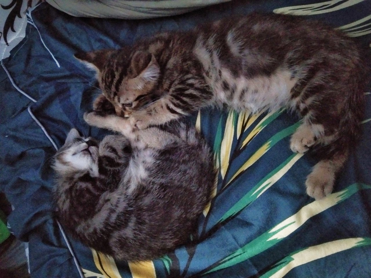 Mocha And Mochi - Bengal Cat