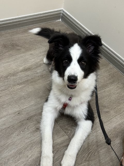 Luna - Border Collie Dog