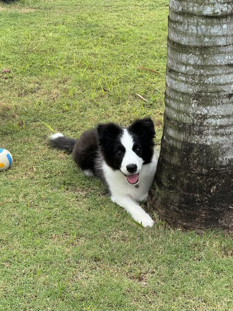 Luna - Border Collie Dog