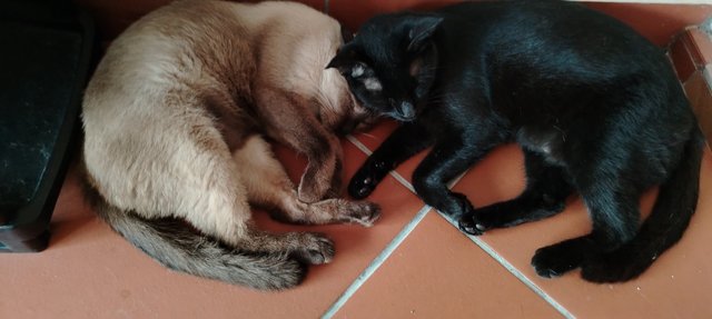 Luna And Cici - Siamese + Domestic Short Hair Cat