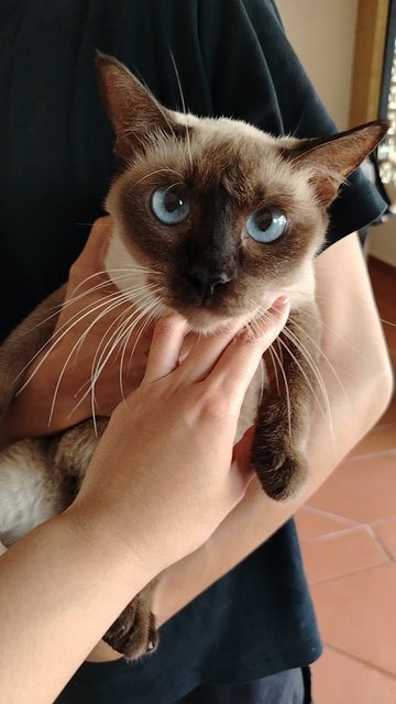 Luna And Cici - Siamese + Domestic Short Hair Cat