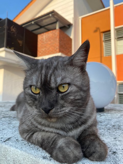 Casper - British Shorthair Cat