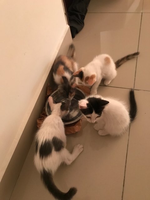 Bom, Yeoreum, Gyeoul &amp; Gaeul - Domestic Medium Hair + Domestic Short Hair Cat