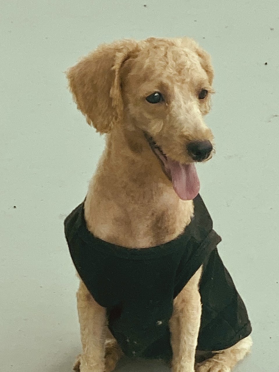 Ruby Gal - Poodle Dog