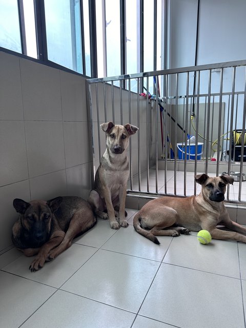 Olie, Hazel, Mia  - Mixed Breed Dog