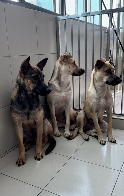 Olie, Hazel, Mia  - Mixed Breed Dog