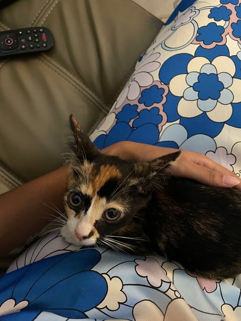 Harley - Calico + Tortoiseshell Cat