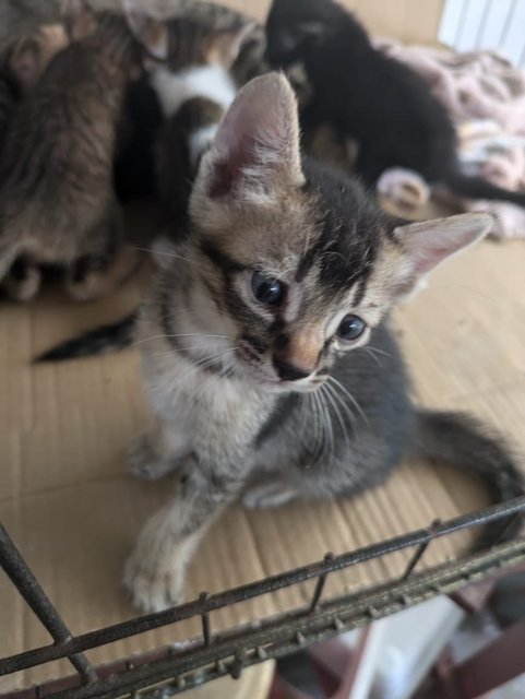 Coco - Domestic Short Hair + Domestic Long Hair Cat