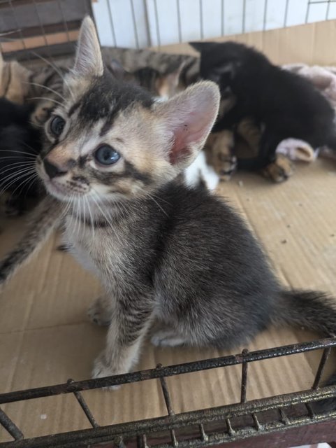 Coco - Domestic Short Hair + Domestic Long Hair Cat