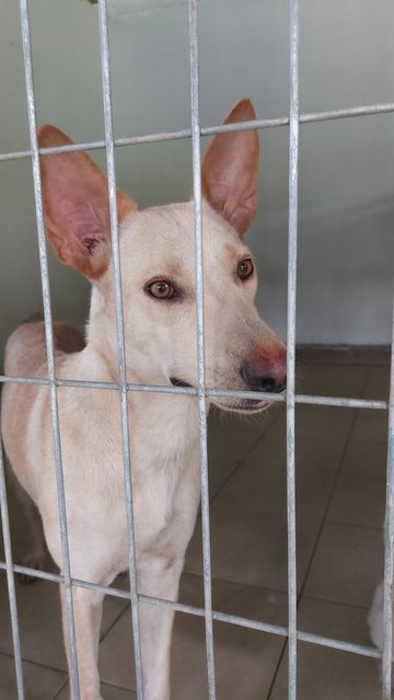 Goldie - Mixed Breed Dog