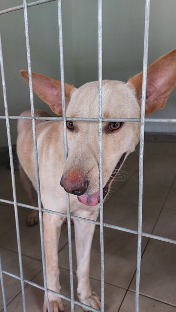 Goldie - Mixed Breed Dog