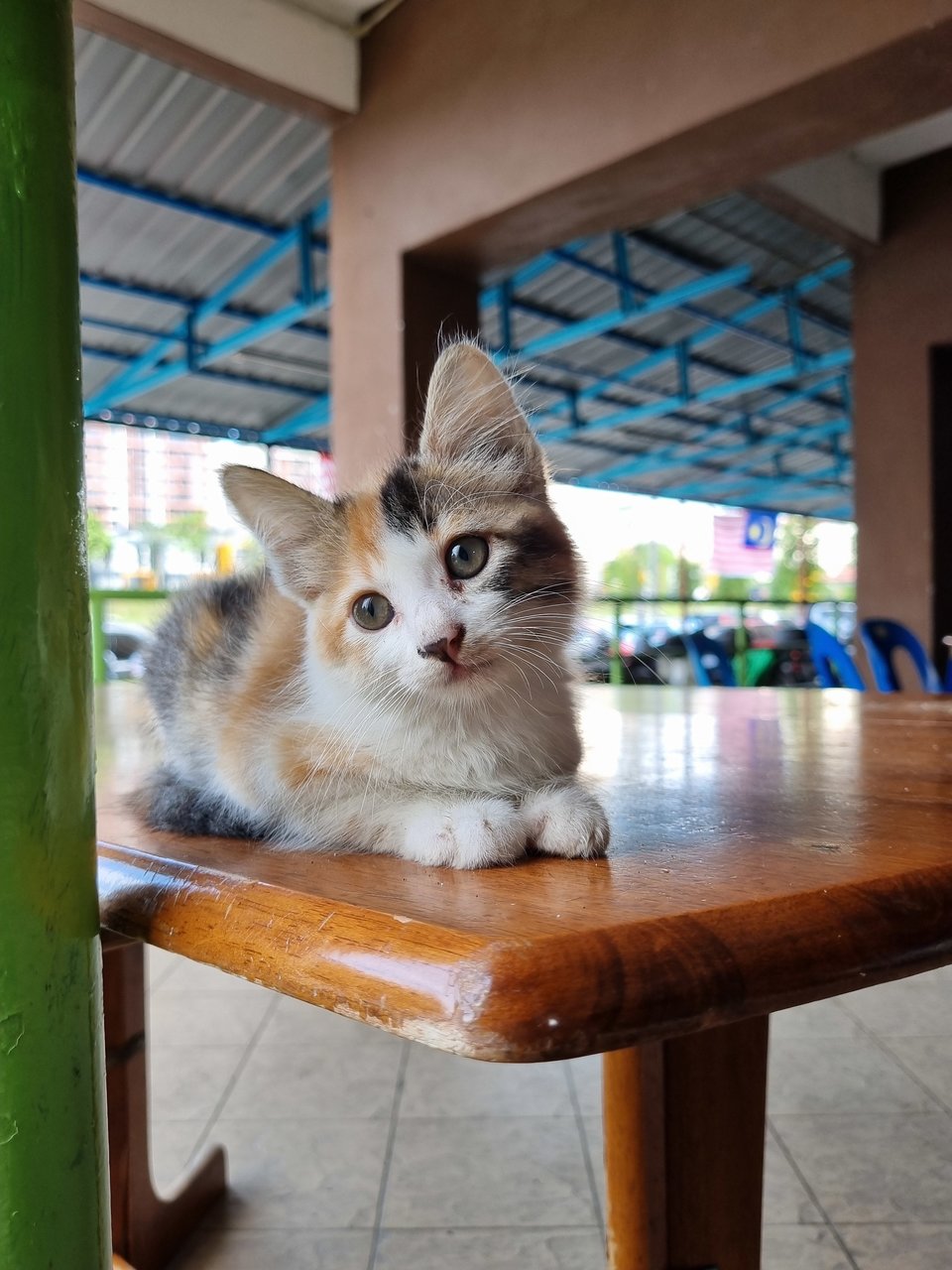 Qiqi - Calico Cat