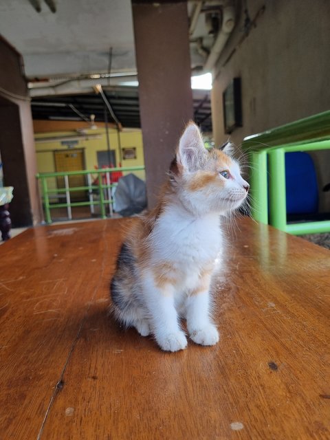 Qiqi - Calico Cat