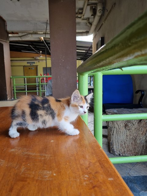 Qiqi - Calico Cat