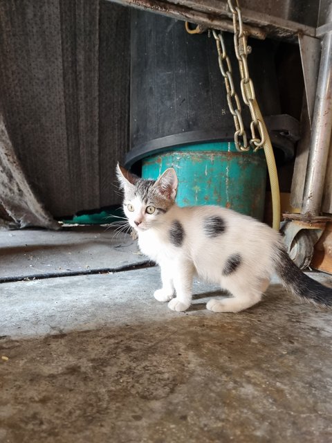 Keke - Domestic Long Hair Cat