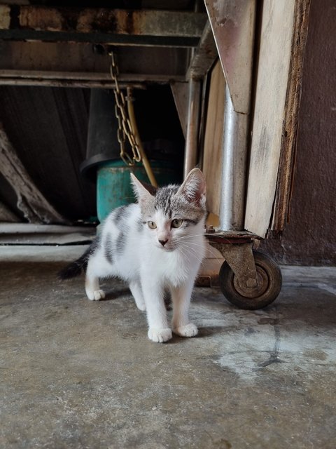 Keke - Domestic Long Hair Cat