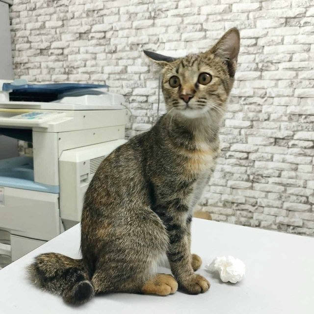 Ponyo - Domestic Short Hair Cat