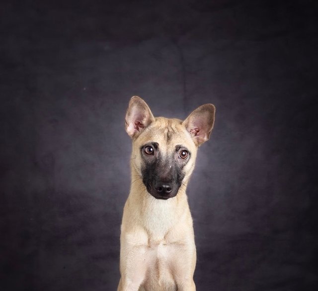 Cuties Puppies  - Mixed Breed Dog