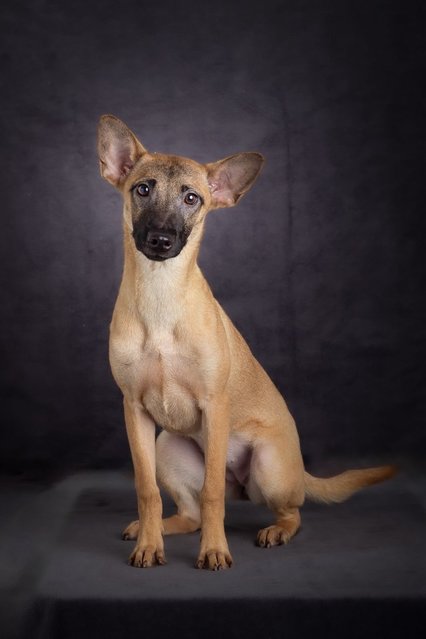 Cuties Puppies  - Mixed Breed Dog