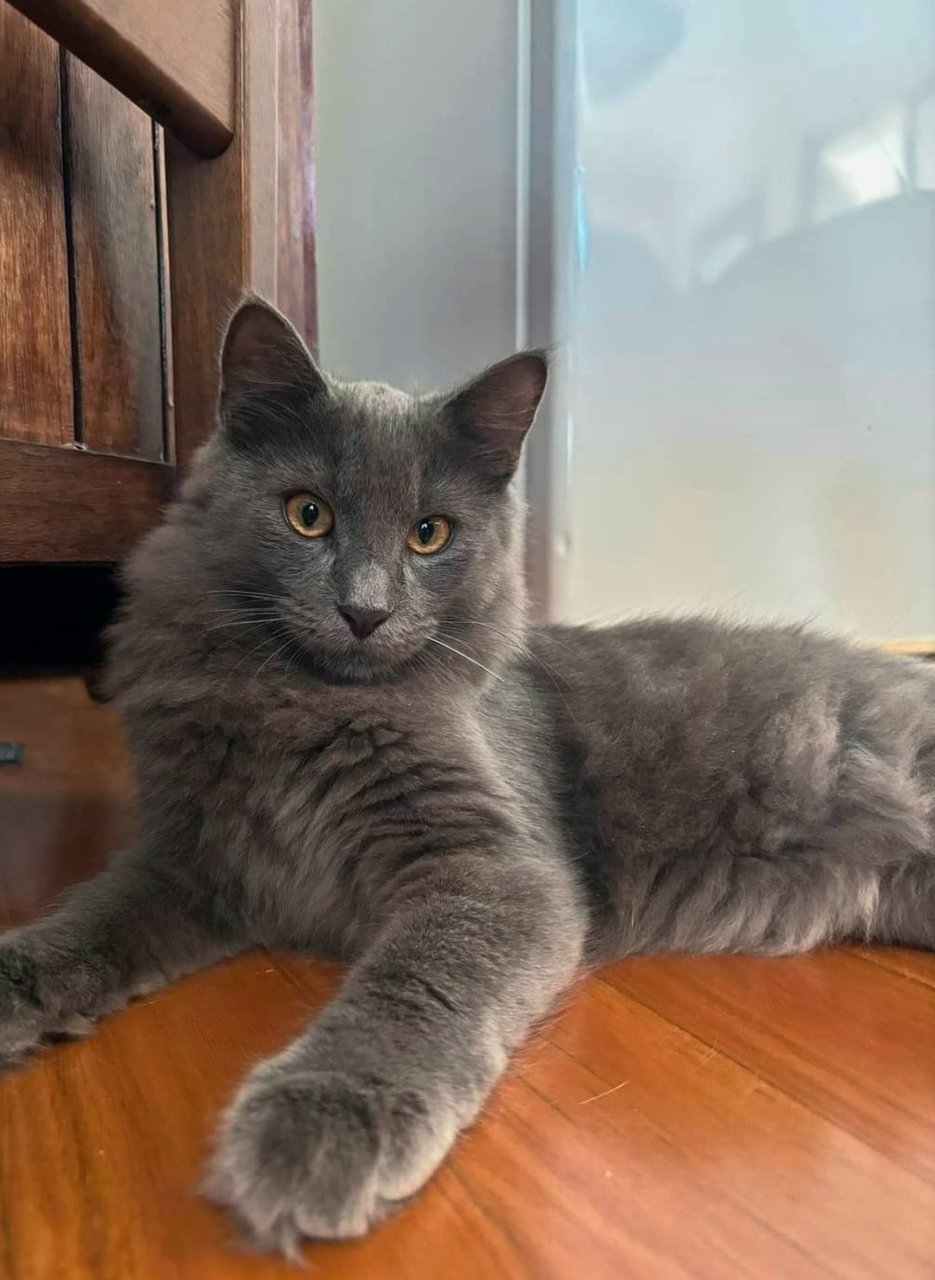 Blue - Siamese + Domestic Long Hair Cat