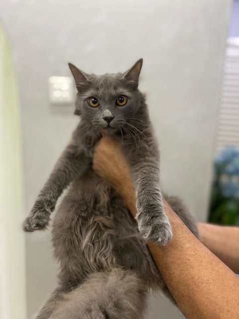 Blue - Siamese + Domestic Long Hair Cat