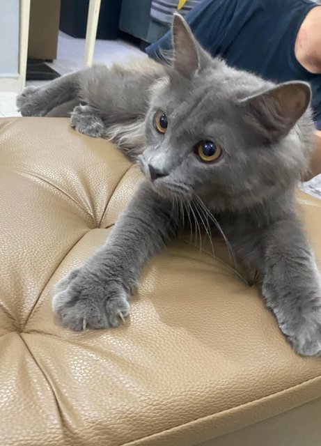 Blue - Siamese + Domestic Long Hair Cat