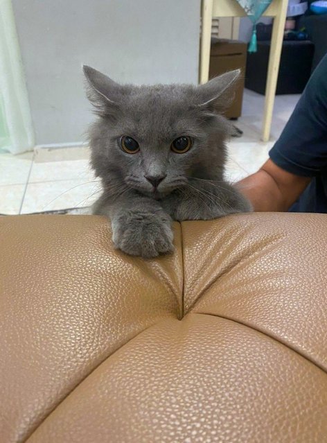 Blue - Siamese + Domestic Long Hair Cat