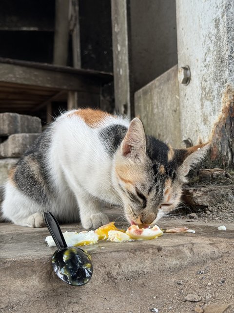 No Name (Stray Cat) - Domestic Short Hair Cat