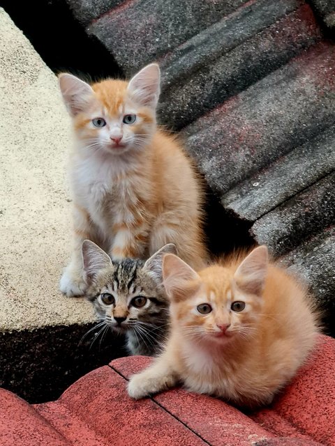 Roof Kitties 2 - Domestic Short Hair Cat