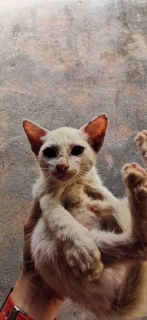 Baby - Domestic Short Hair Cat