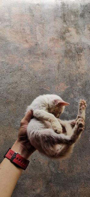 Baby - Domestic Short Hair Cat