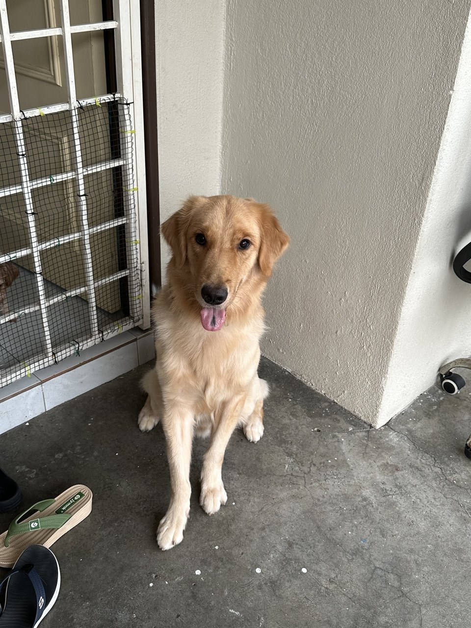 Long Long 龙龙 - Golden Retriever Dog